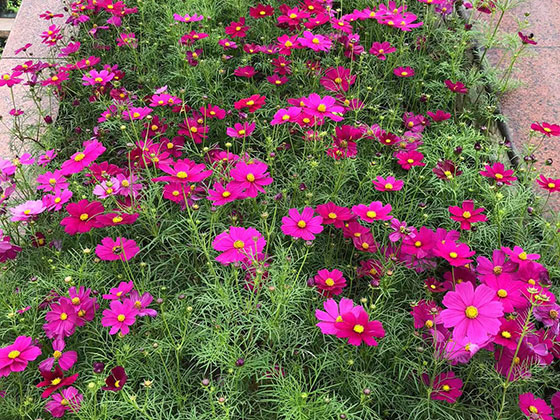 吉安干花假花-花艺空间